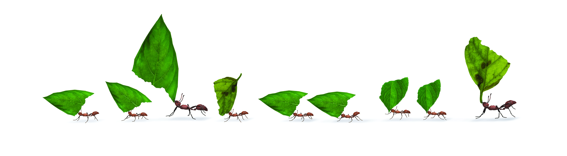 Row of ants carrying green leaves across a white background.