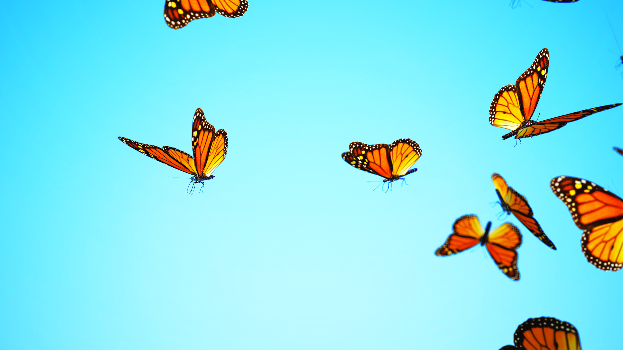 Monarch butterflies flying against a clear blue sky