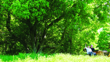 Finding Peace: Senior couple relaxing in in a park