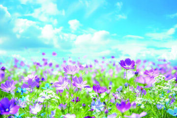 A vibrant springtime field with blooming purple, white, and blue wildflowers under a bright blue sky with scattered clouds.